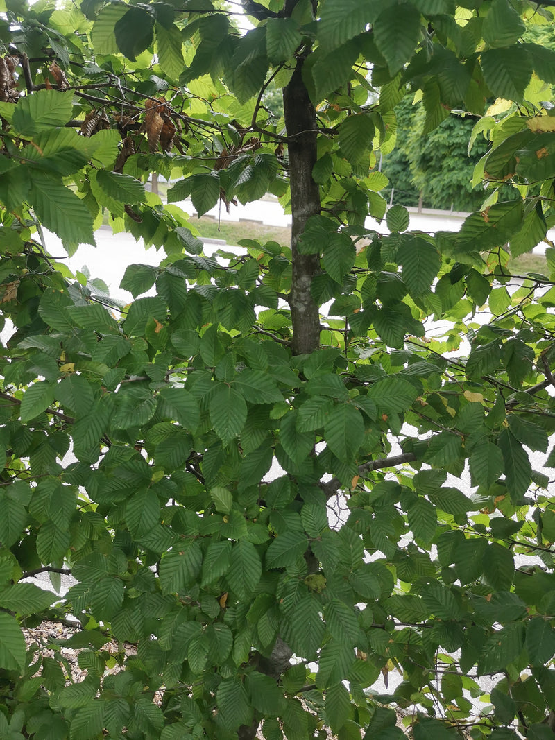 On y voit un charme commun avec de nombreuses feuilles vertes et une écorce grise et élancée. L'arbre se trouve dans un environnement naturel.