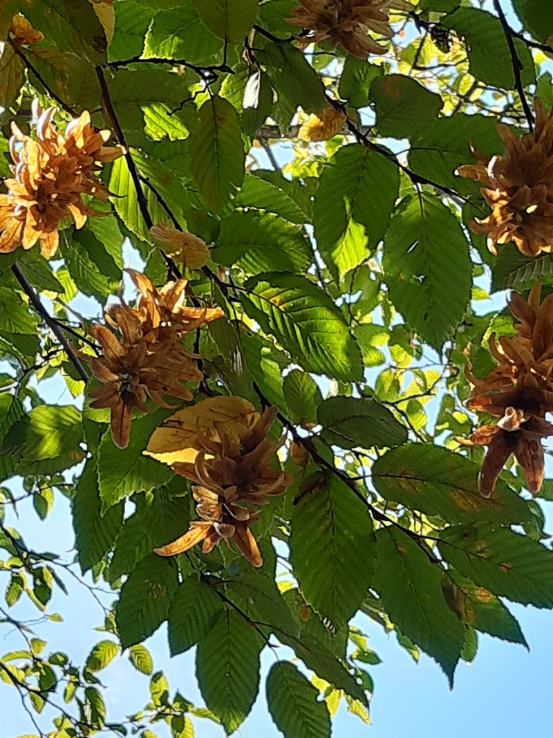 Branches d'un charme commun avec des feuilles vertes et des infrutescences brunes mûres sur fond de ciel bleu.