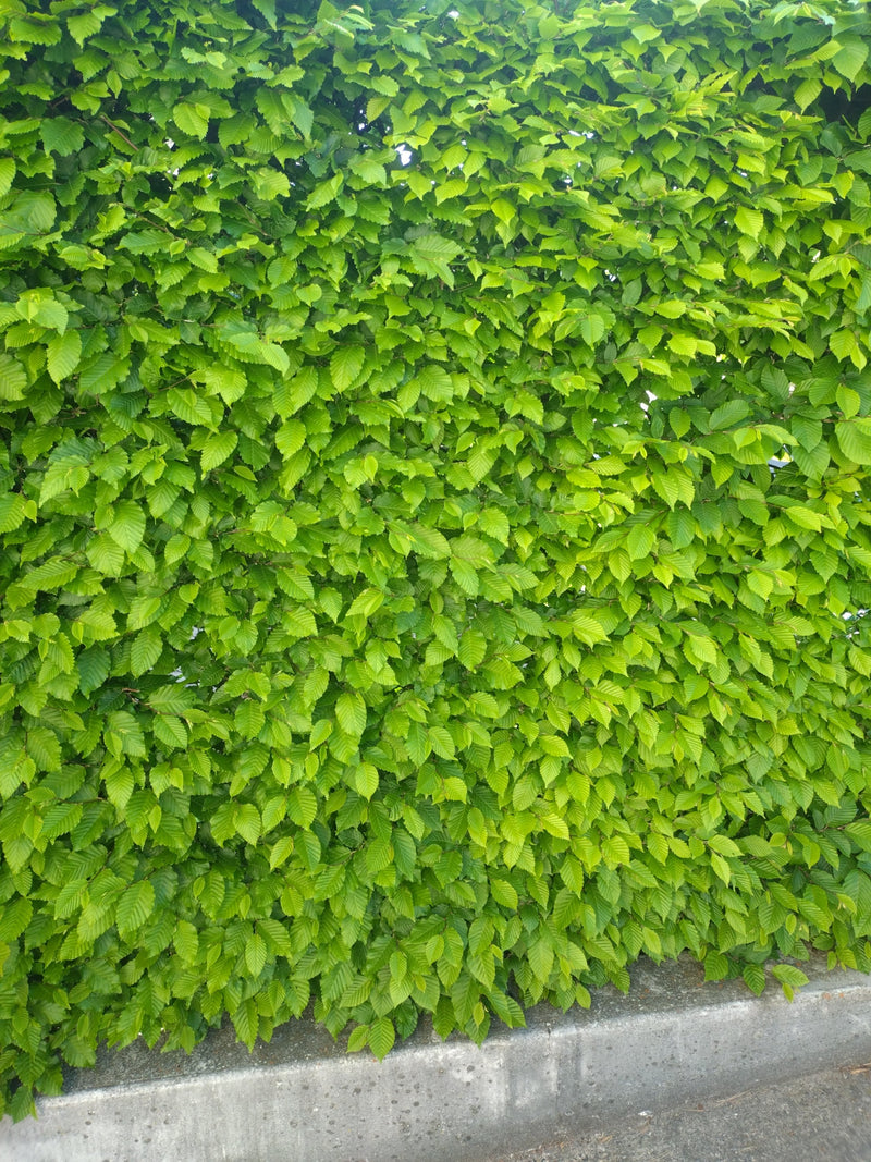 On peut voir une haie dense composée des feuilles vert clair typiques du charme. Les feuilles sont finement dentelées et réparties uniformément.