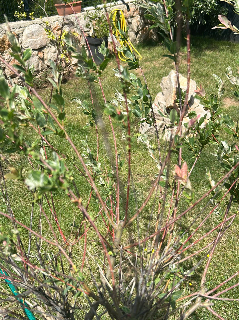 On peut voir un jeune saule arlequin aux branches rougeâtres et aux feuilles panachées de vert et de blanc. L'arbuste se trouve dans un jardin devant un mur ...
