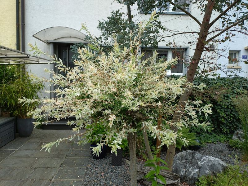 On peut voir un saule gigantichrome avec des feuilles caractéristiques panachées de blanc et de vert. L'arbuste se trouve dans un jardin pavé devant une maison.