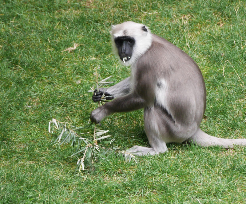 Langur Hanuman — Bild 1
