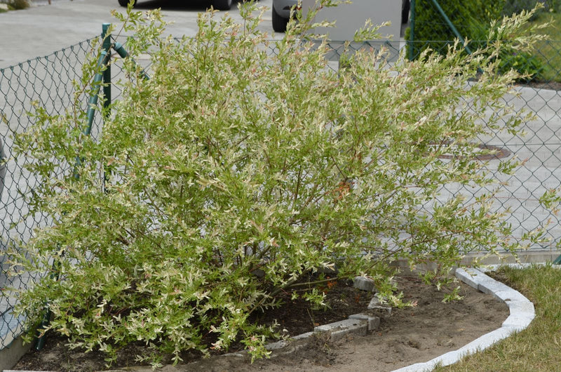 Saule arlequin — Bild 2