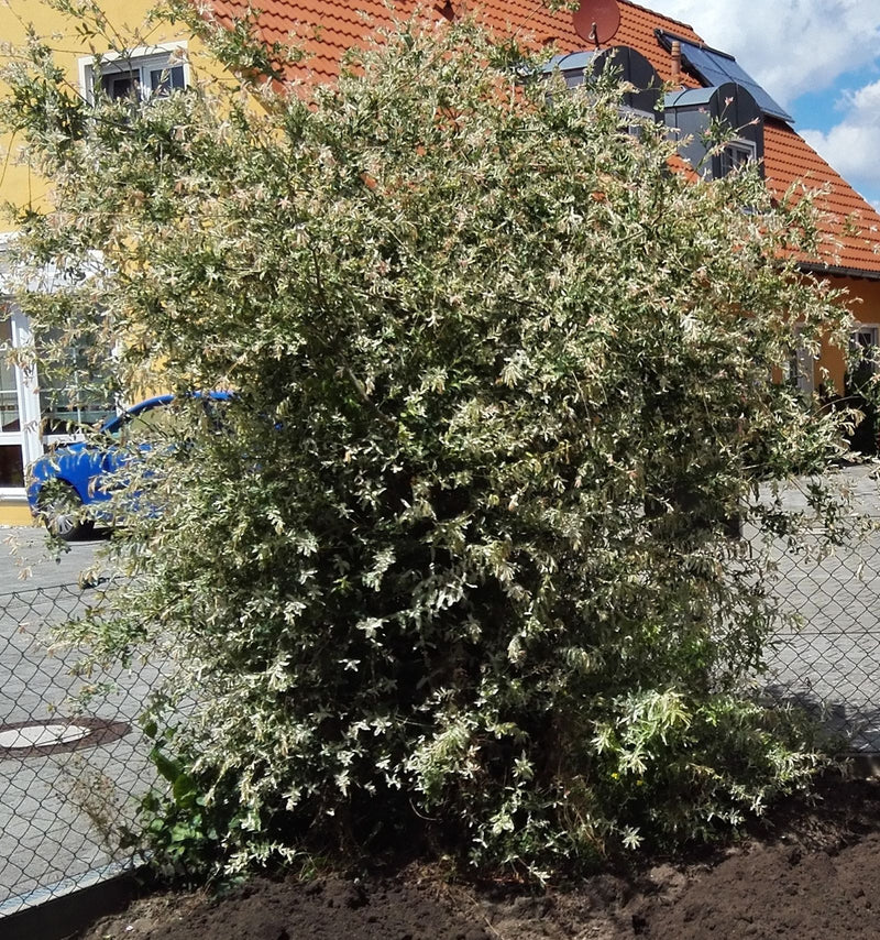 Saule arlequin — Bild 1