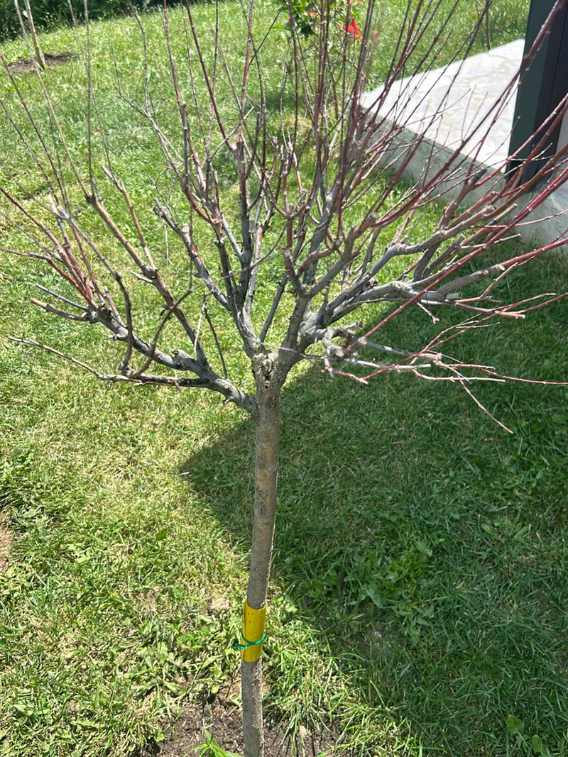 L'image montre un petit arbre sans feuilles avec un tronc droit et de fines branches rougeâtres. Il se trouve sur une pelouse dans un jardin.