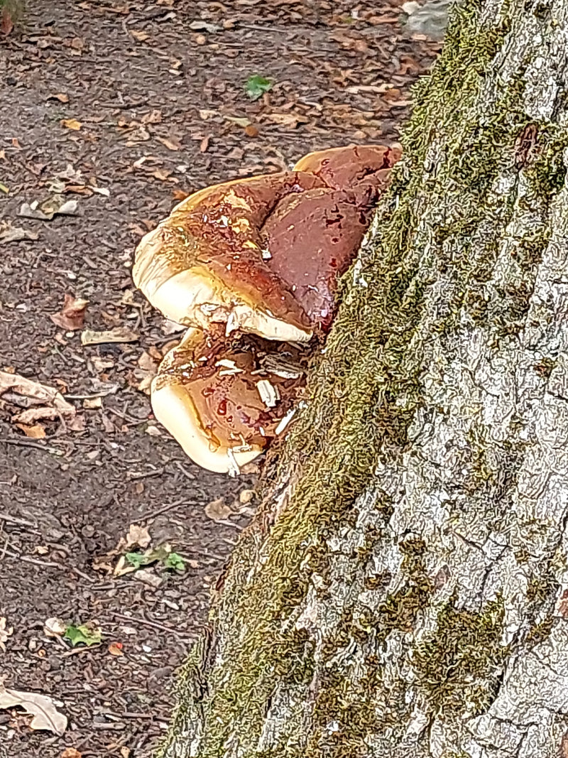 Un ganoderme résineux pousse à la base d'un tronc d'arbre moussu. La surface brillante et rouge-brun du corps fructifère est bien visible.