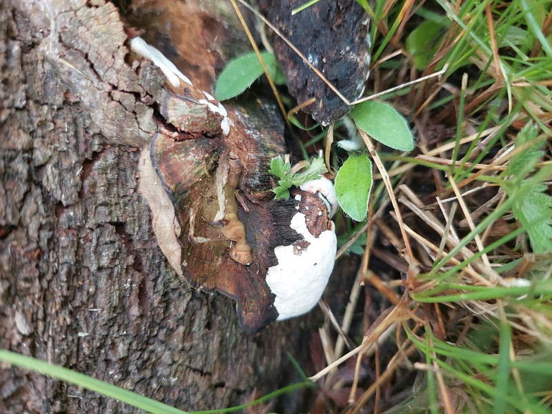 On peut voir le fruit du ganoderme résineux poussant sur un morceau de bois mort dans l'herbe. Les caractéristiques de croissance et les couleurs du champign...