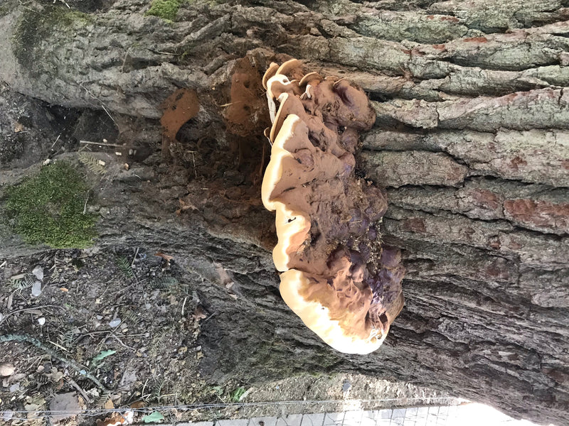 On peut voir un grand carpophore brun de ganoderme résineux poussant directement sur l'écorce d'un tronc d'arbre.