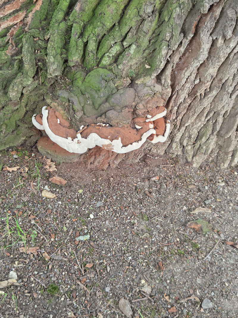 Un carpophore de champignon brun avec une marge blanche pousse sur la partie inférieure d'un tronc d'arbre. Il s'agit du ganoderme résineux.