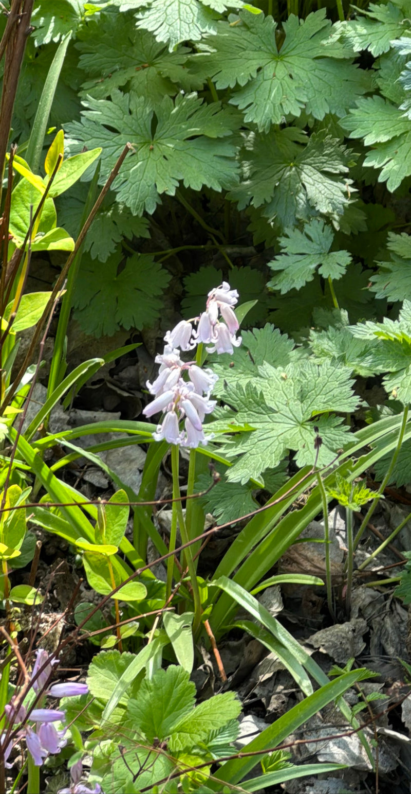 On peut voir une jacinthe des bois en fleur avec des fleurs bleu pâle retombantes dans un habitat forestier. La plante se trouve au milieu du feuillage et d'...