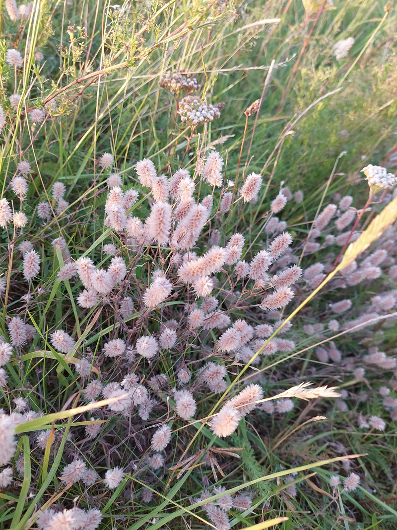 Trèfle de lapin — photo 2 sur 3