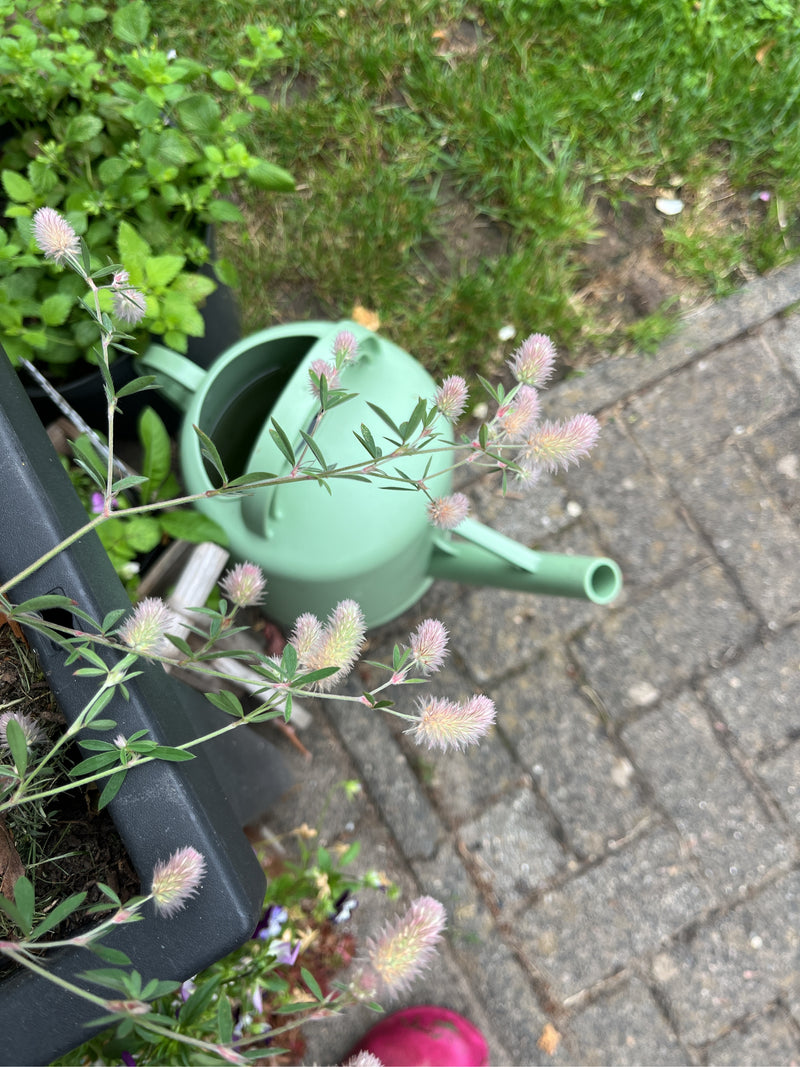 Trèfle de lapin — photo 3 sur 3
