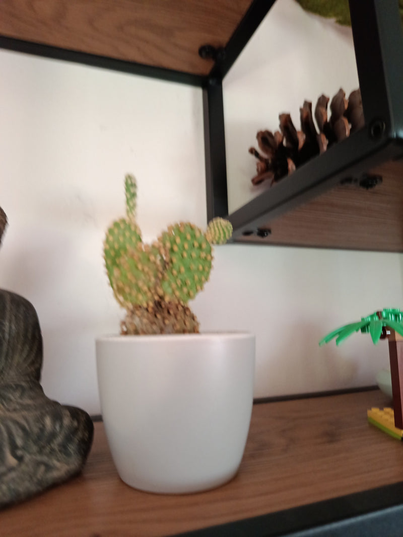 Cactus oreille de lapin — Bild 1