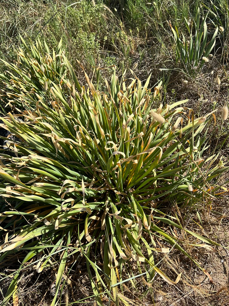 Herbe à queue de lièvre — Bild 2
