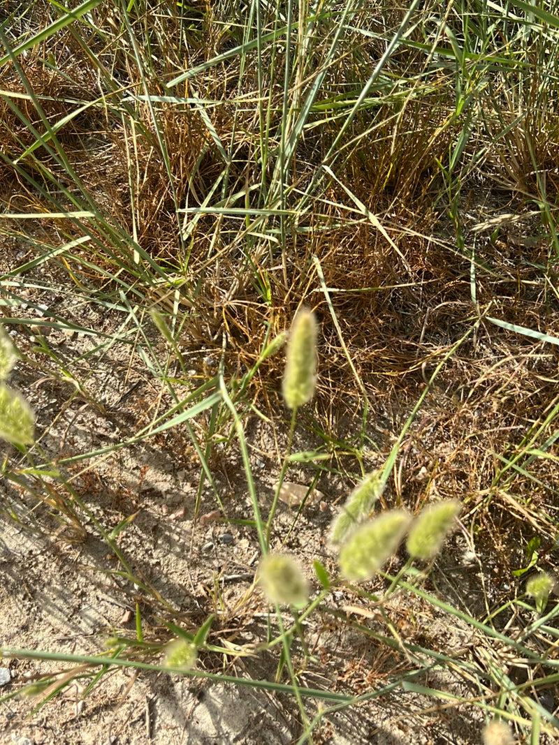 Herbe à queue de lièvre — Bild 1