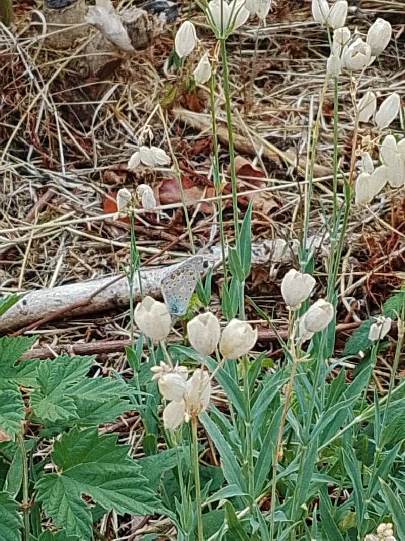 Un Argus bleu se repose les ailes fermées dans une prairie parmi des tiges de plantes. Un sol sec avec des feuilles flétries est visible en arrière-plan.