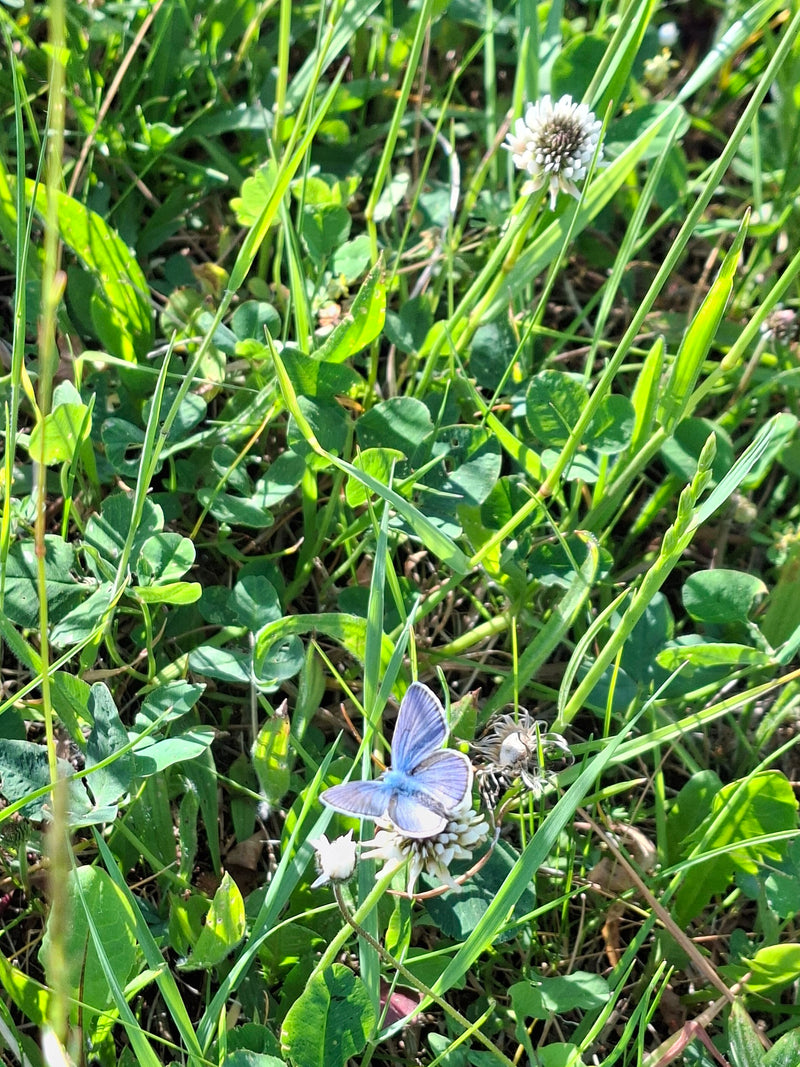 Un argus azuré est posé ailes déployées sur une fleur de trèfle dans de hautes herbes. La vue plongeante montre le mâle bleu caractéristique dans son habitat...