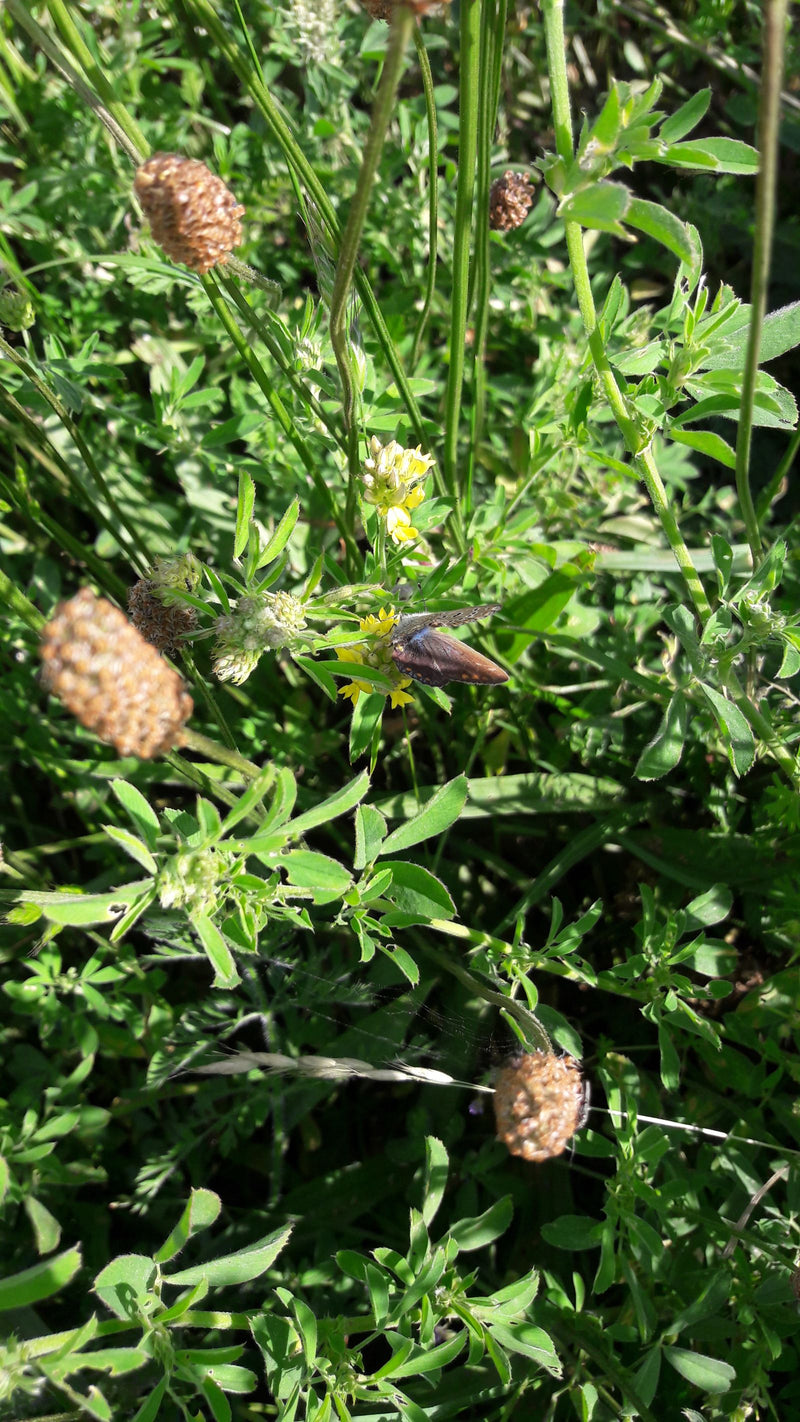 Un Argus azuré est posé sur de petites fleurs jaunes au milieu d'herbe verte et de plantes de prairie. La prise de vue montre le papillon en légère vue plong...