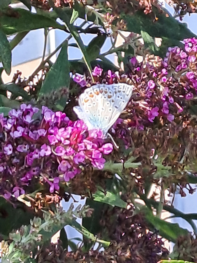 Un Argus bleu repose ailes fermées sur une inflorescence violette. Le dessous des ailes montre le motif tacheté typique.
