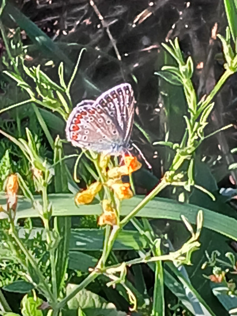 Un Argus bleu pose les ailes fermées sur une petite plante à fleurs jaunes. La végétation d'une prairie verte est visible en arrière-plan.