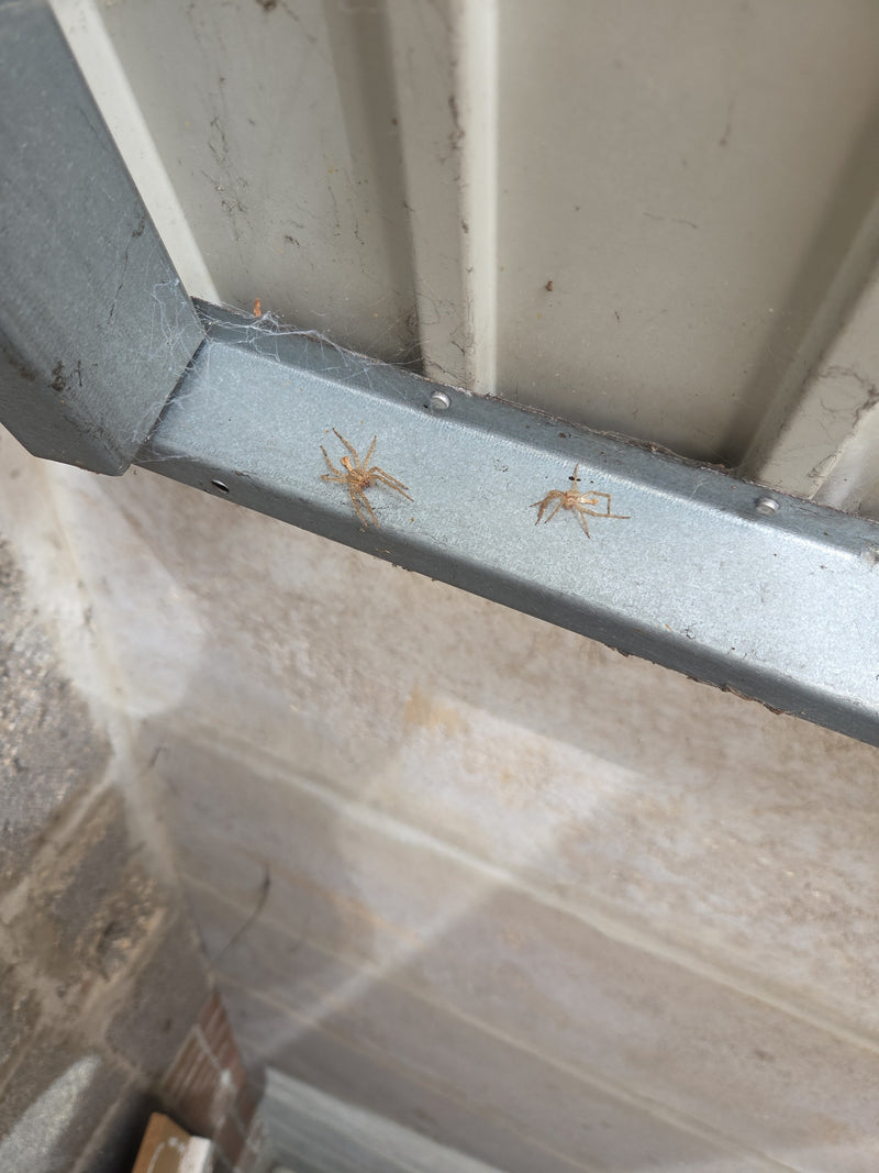 Araignée des champs de maison — Bild 2