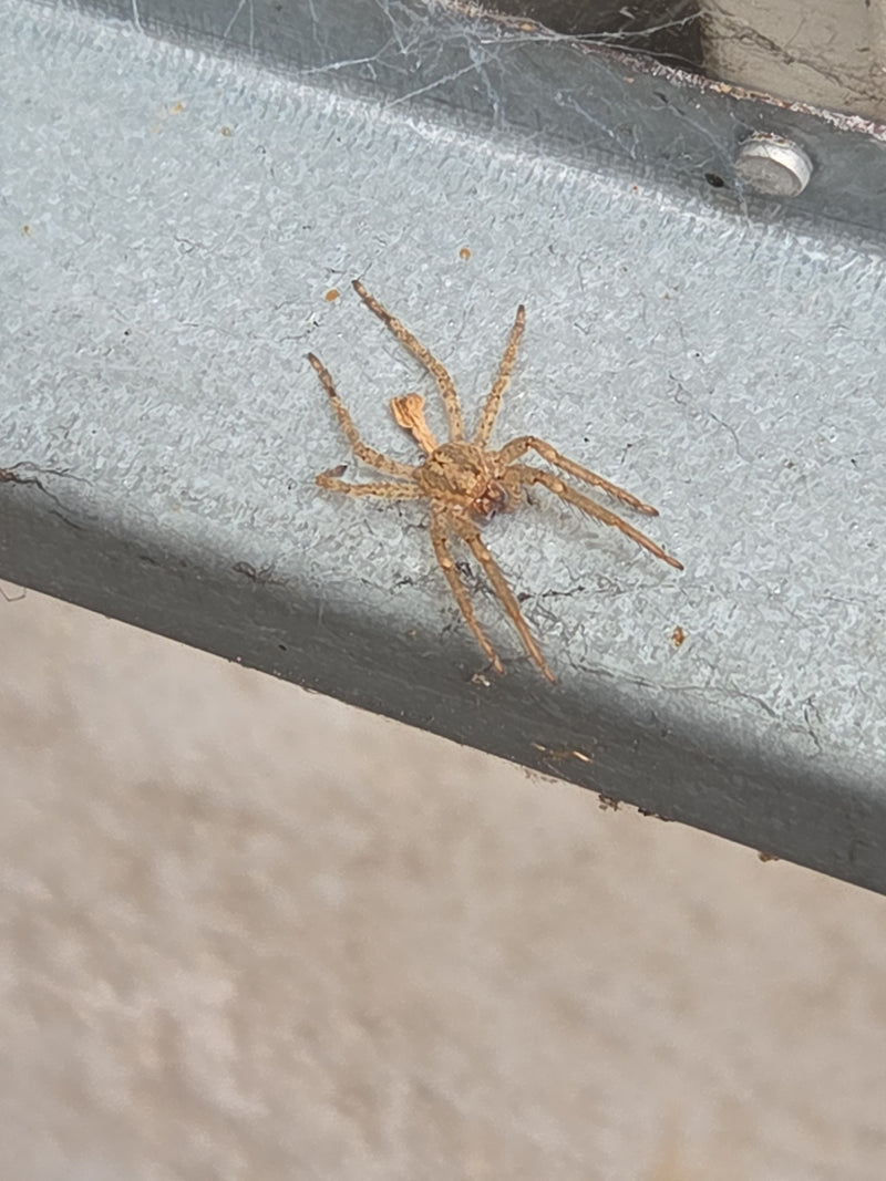 Araignée des champs de maison — Bild 1