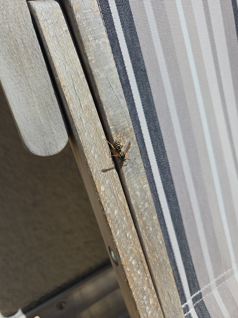 Une guêpe potière européenne est posée sur le bord d'une surface en bois à côté d'une housse en tissu rayé. L'insecte est bien visible.