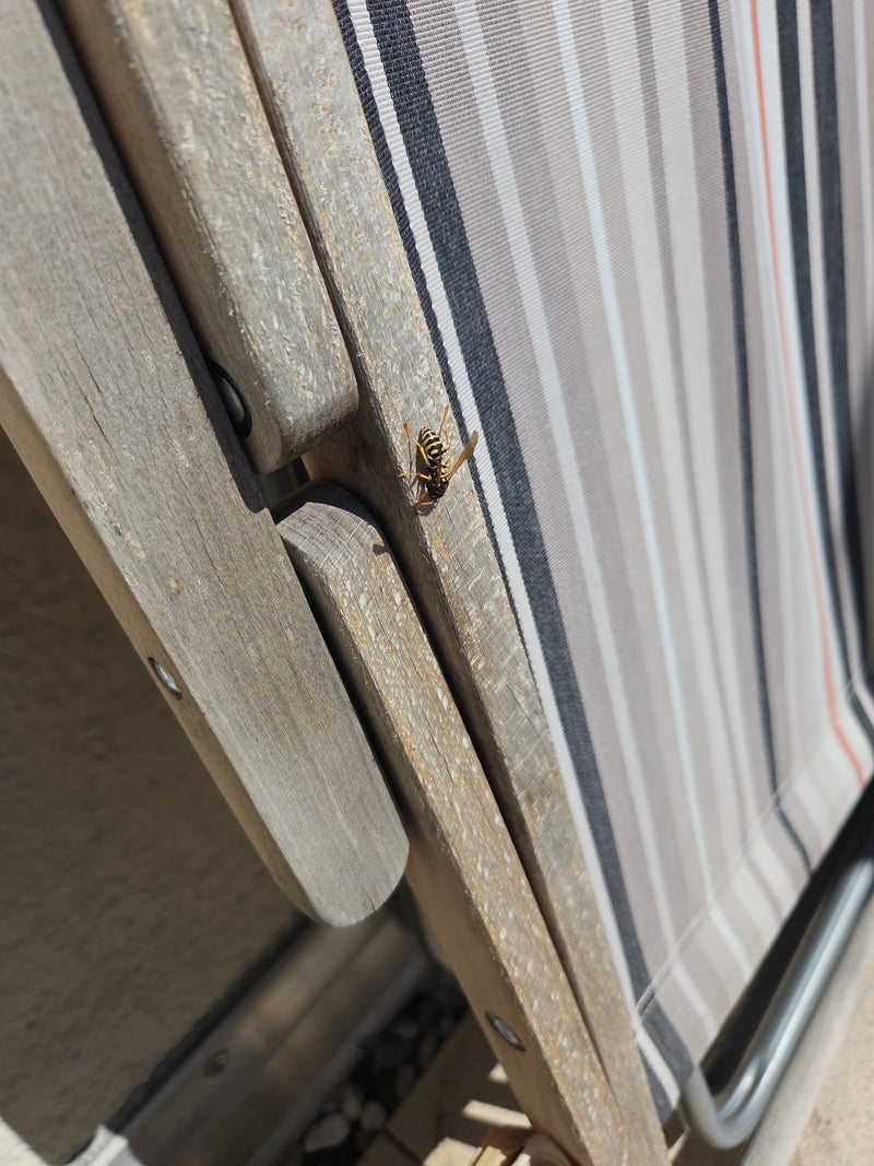 Une guêpe potière européenne est assise sur le cadre en bois d'une chaise de jardin rayée. Elle se repose tranquillement sur la surface en bois.