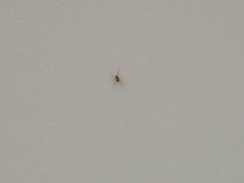 Araignée naine domestique à six yeux — Bild 1
