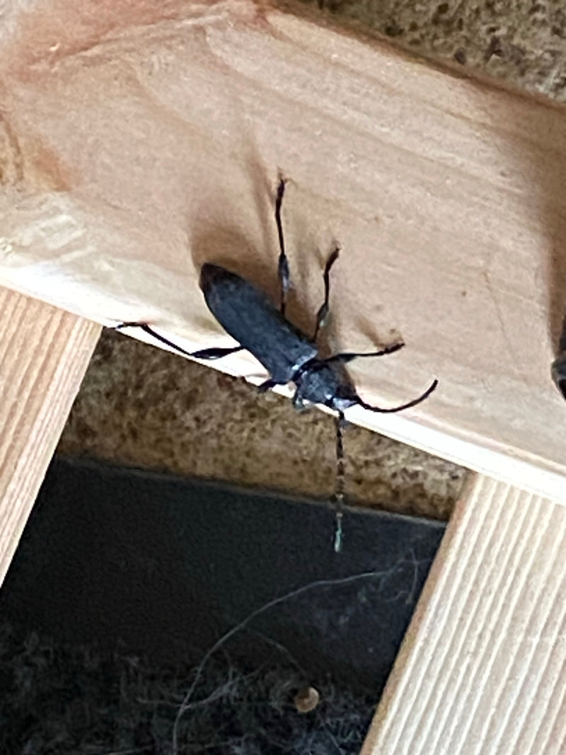 Un capricorne des maisons est posé sur une structure en bois clair. L'insecte est bien visible et montre sa forme typique.