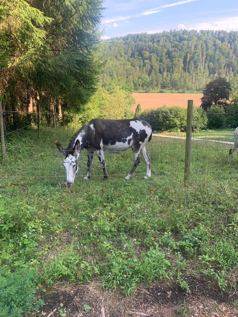 Âne domestique — Bild 1
