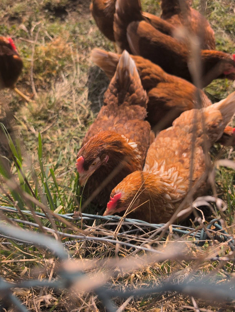 poulet domestique — Bild 1