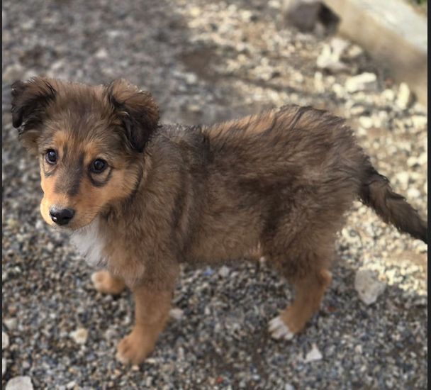 chien domestique — Bild 1
