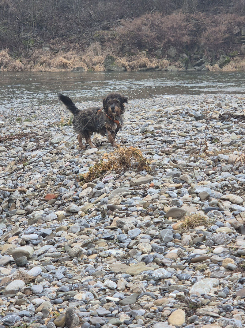 chien domestique — Bild 3