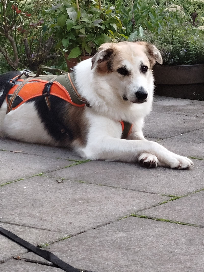 Un chien domestique portant un harnais orange repose sur une surface pavée devant des plantes.