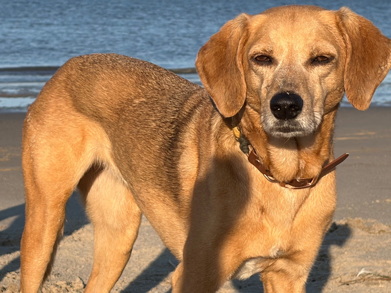 Un chien domestique brun se tient sur une surface sablonneuse devant un plan d'eau. Il regarde attentivement vers la caméra.