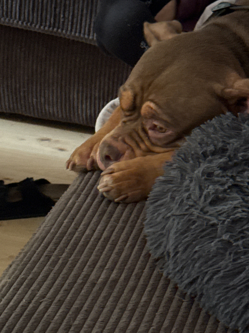 Un chien marron se repose sur un canapé confortable. Sa tête est posée sur ses pattes avant.