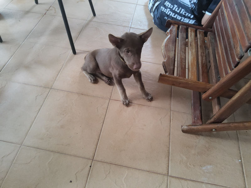 Un chien domestique brun est assis sur un sol carrelé clair à côté d'une chaise en bois. L'animal regarde attentivement vers l'avant.