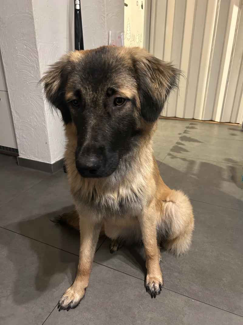 Un chien domestique brun et noir est assis sur un sol carrelé à l'intérieur, regardant pensivement devant lui.