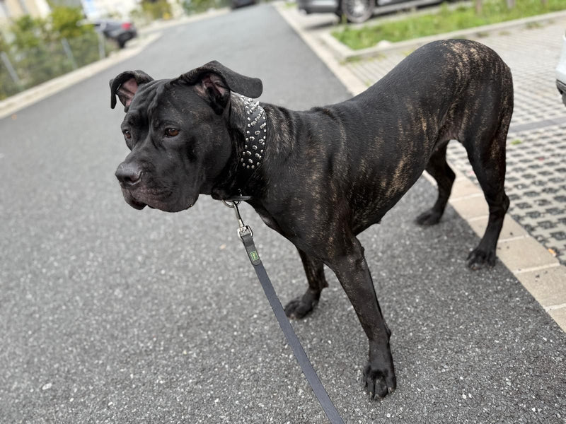 chien domestique — Bild 2