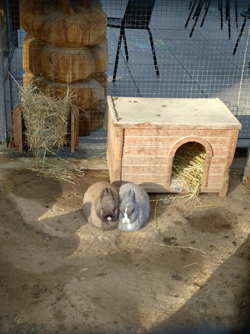 Lapin sauvage — Bild 1