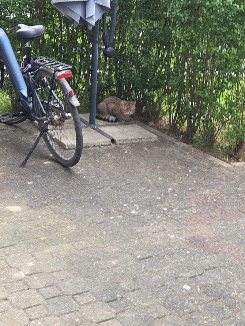 chat domestique — Bild 1