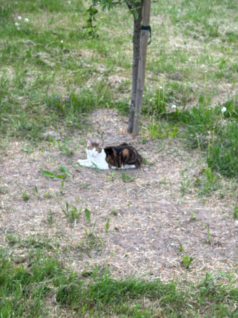 Un chat domestique tigré se repose détendu sur une prairie dans l'herbe près d'un tronc d'arbre. L'animal est posé sur le sol.