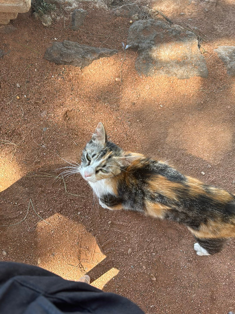 Un chat domestique tricolore se tient sur un sol terreux et rouge avec quelques pierres. L'animal regarde vers la caméra.