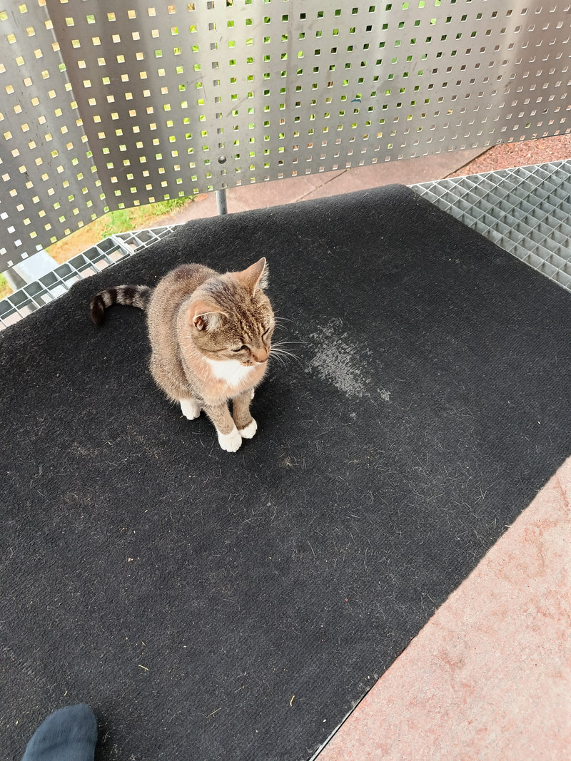 Un chat domestique tigré avec une poitrine blanche est assis sur un paillasson sombre. La photo est prise en plongée sur un balcon.