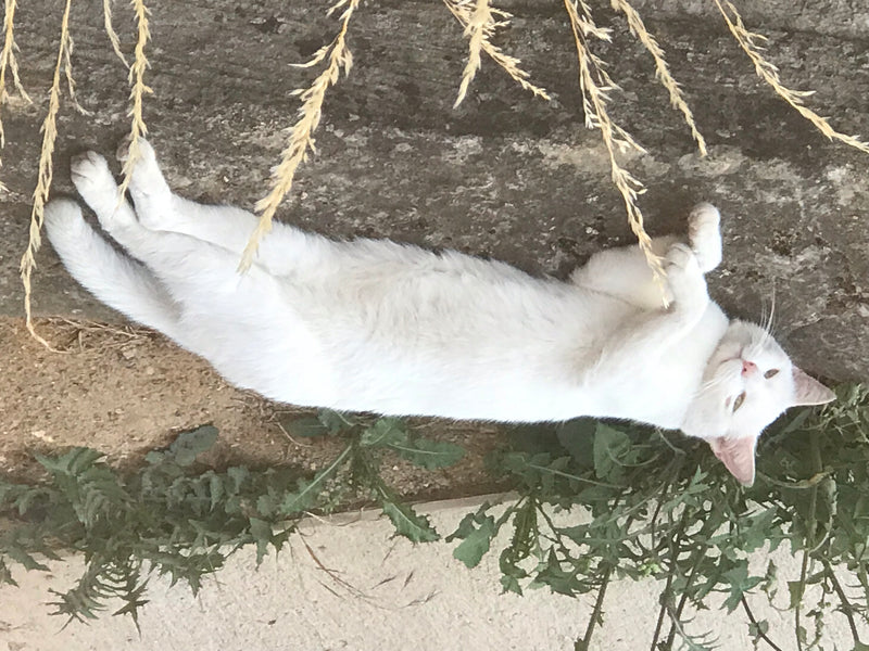 chat domestique — photo 1 sur 27
