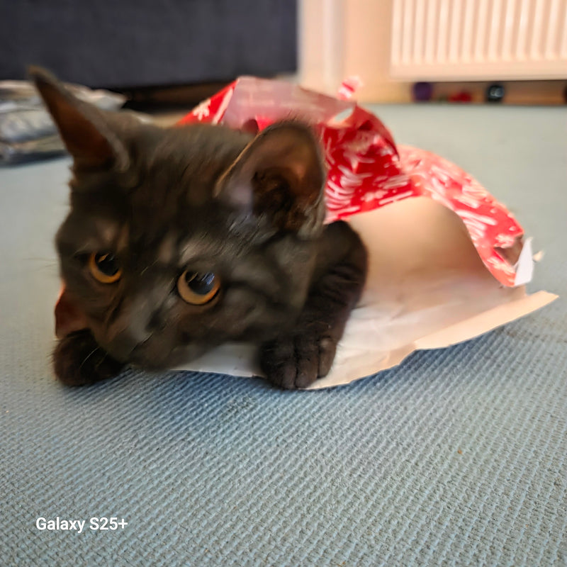 Un jeune chat domestique noir est allongé dans un sac cadeau rouge sur un tapis. Il regarde attentivement vers l'avant.