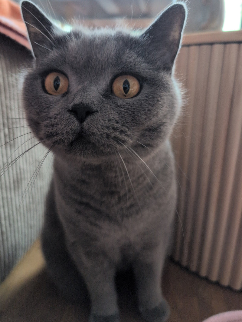 chat domestique — Bild 2
