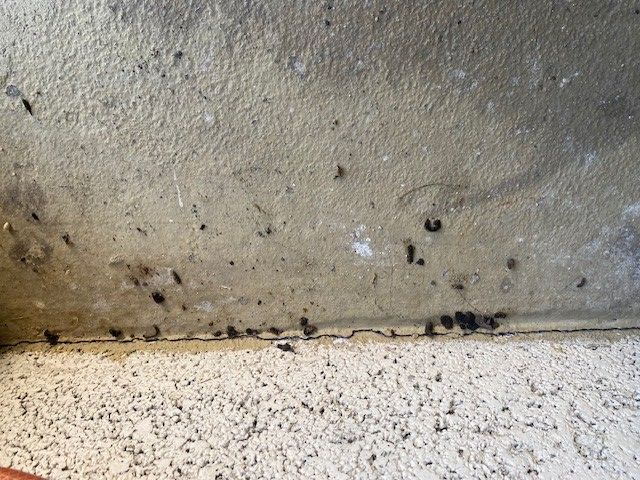 souris domestique — Bild 1