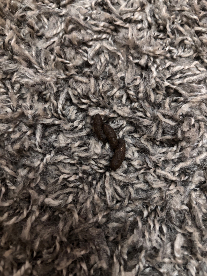 souris domestique — photo 4 sur 18